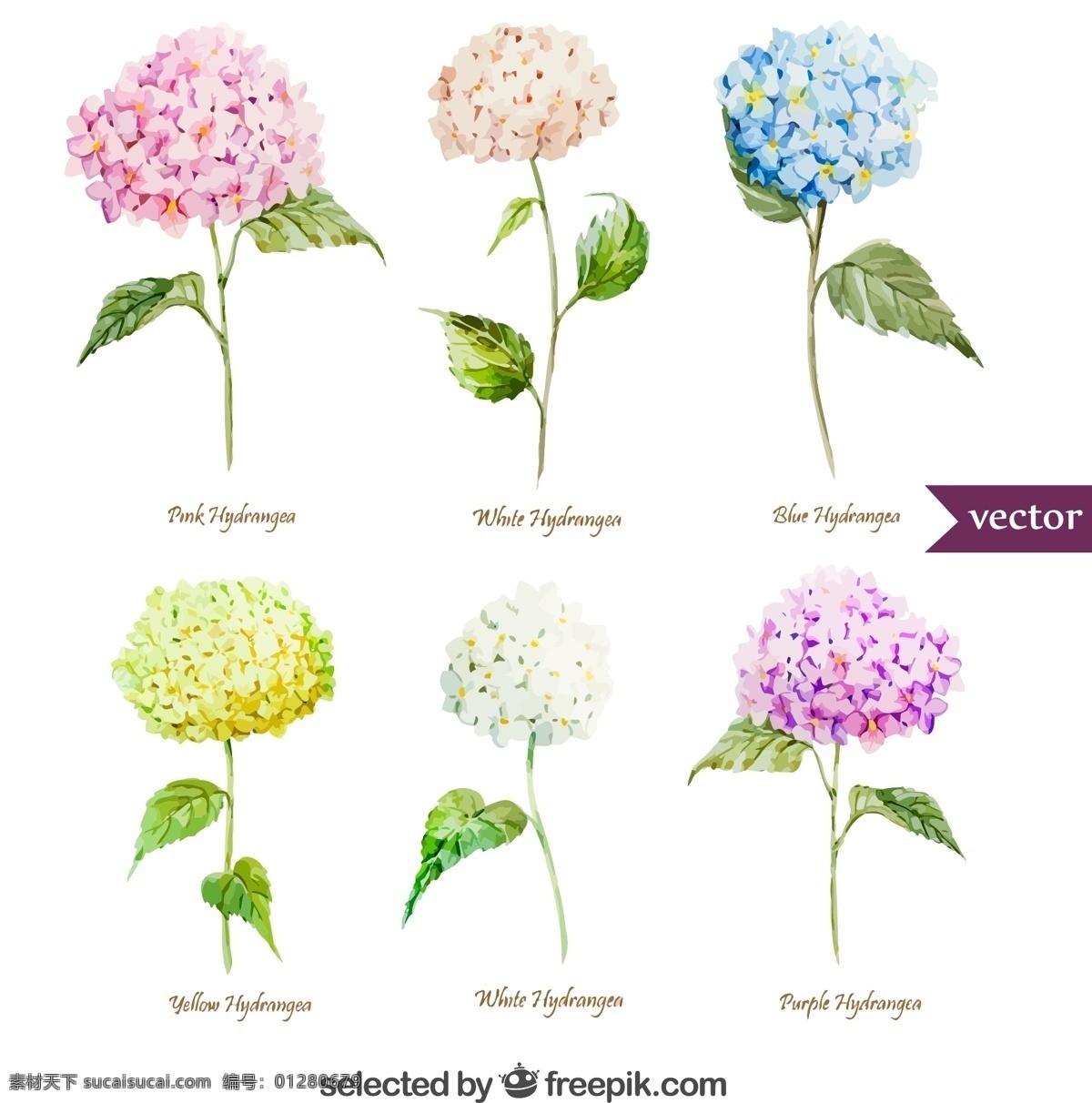 水彩 绣 球花 矢量 绣球花 花卉 八仙花 粉团花 草绣球 高清图片