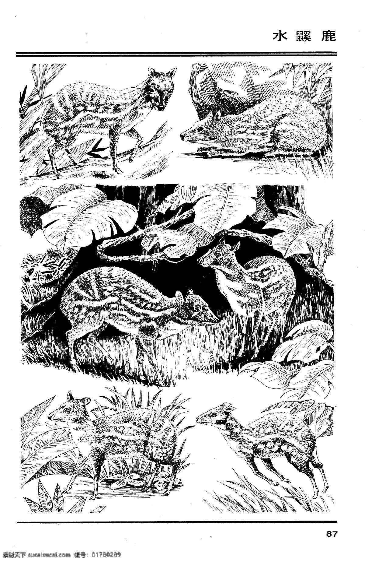 百兽谱 水鼷鹿 百兽 兽 家禽 猛兽 动物 白描 线描 绘画 美术 禽兽 野生动物 百兽图 鹿 生物世界 设计图库