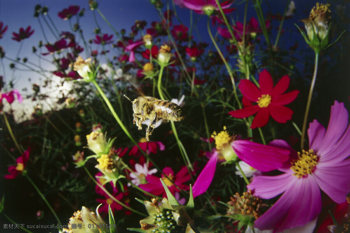 花丛 中 采 蜜 小 蜜蜂 小蜜蜂 采蜜 美丽鲜花 花朵 动物世界 昆虫世界 花草树木 生态环境 生物世界 野外 自然界 自然生物 自然生态 高清图片 自然 植物 户外