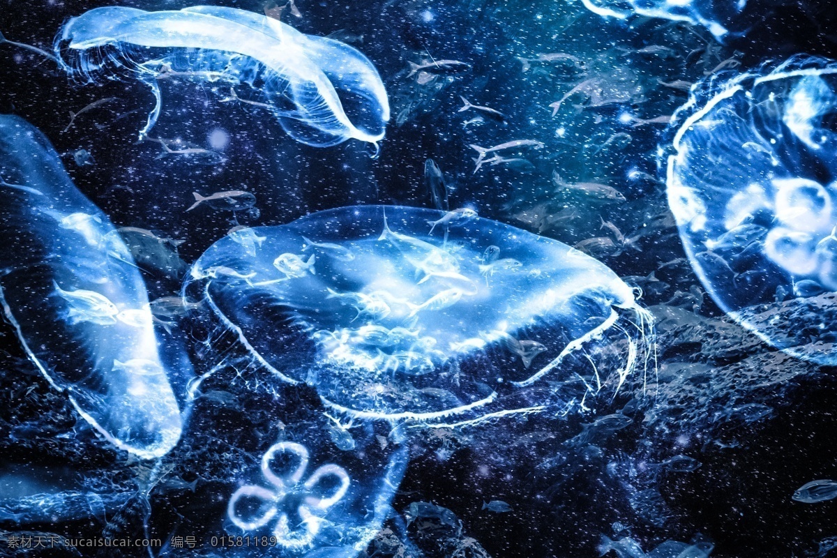 水母 梦幻水母 水母世界 自然之美 海月水母 水母图片 水之精灵 桃花水母 澳洲斑点水母 31水母 生物世界 海洋生物