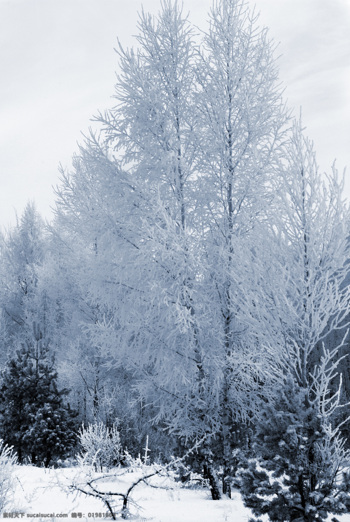 冬季 树木 冬天 雪景 美丽风景 景色 美景 积雪 雪花 雪地 森林 山水风景 风景图片