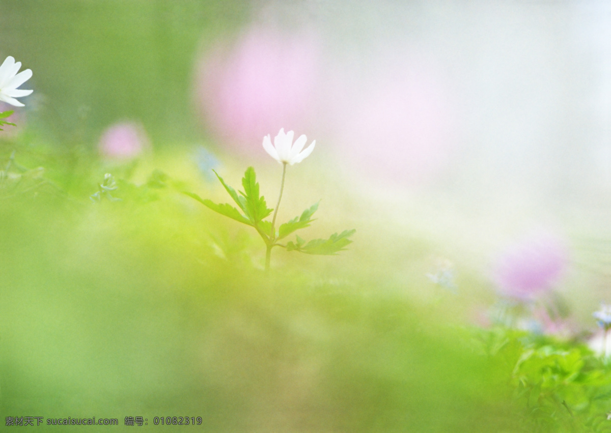 梦幻 鲜花 春天 野花 花朵 绿色清新 清爽 梦幻背景 鲜花背景 背景素材 美丽风景 摄影图 高清图片 花草树木 生物世界