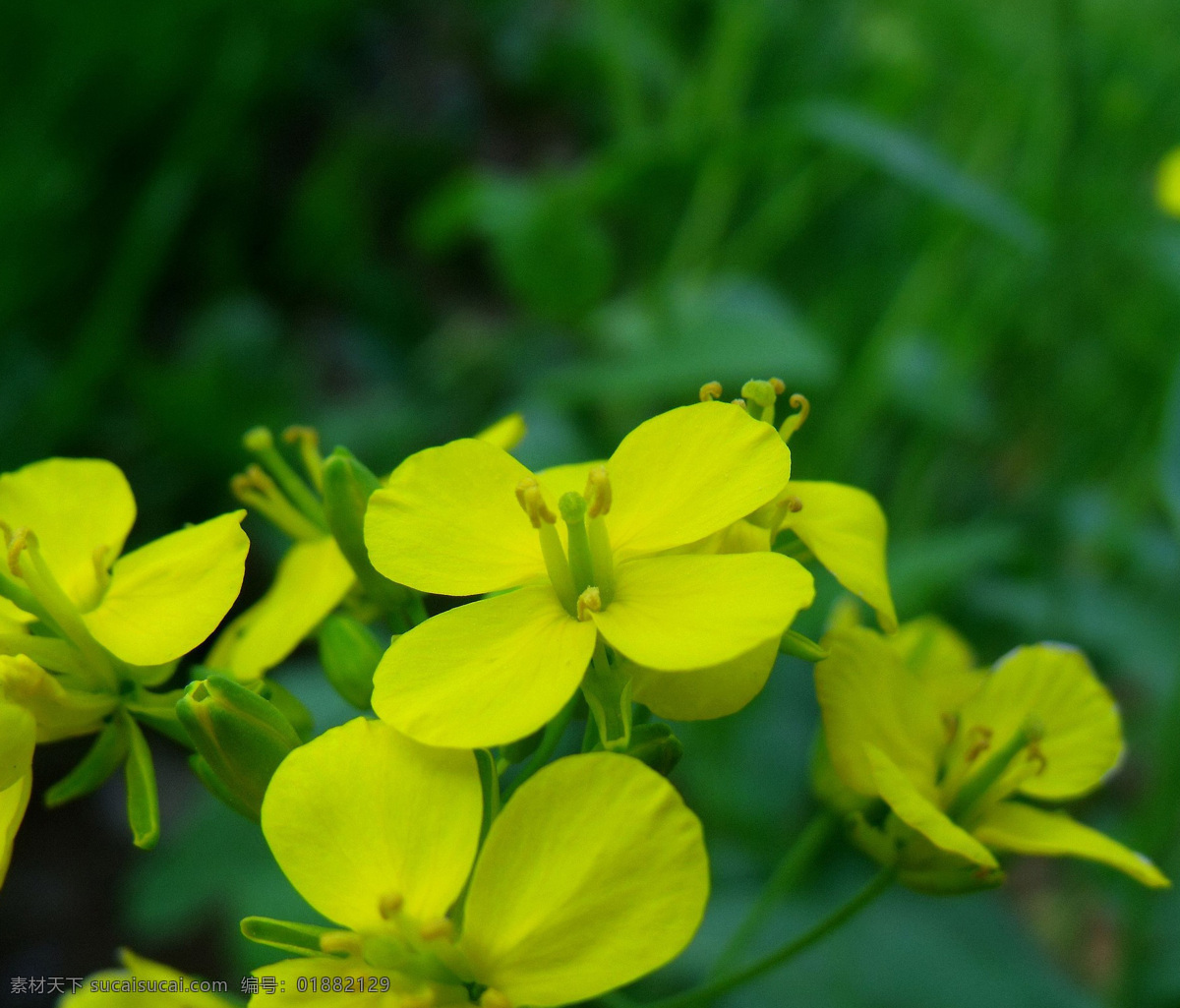 金黄色 油菜花