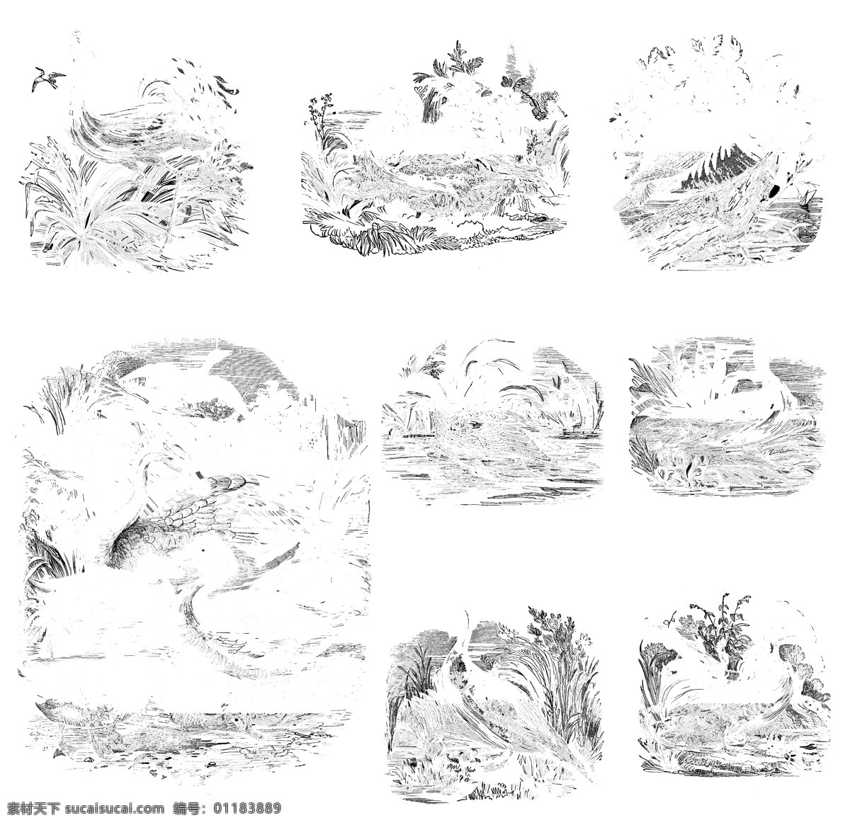 鸟类 欧美 古典 线条 矢量 动物 库 欧洲古典素材 矢量素材 素描素材 线条素材 非 主流 矢量图 其他矢量图