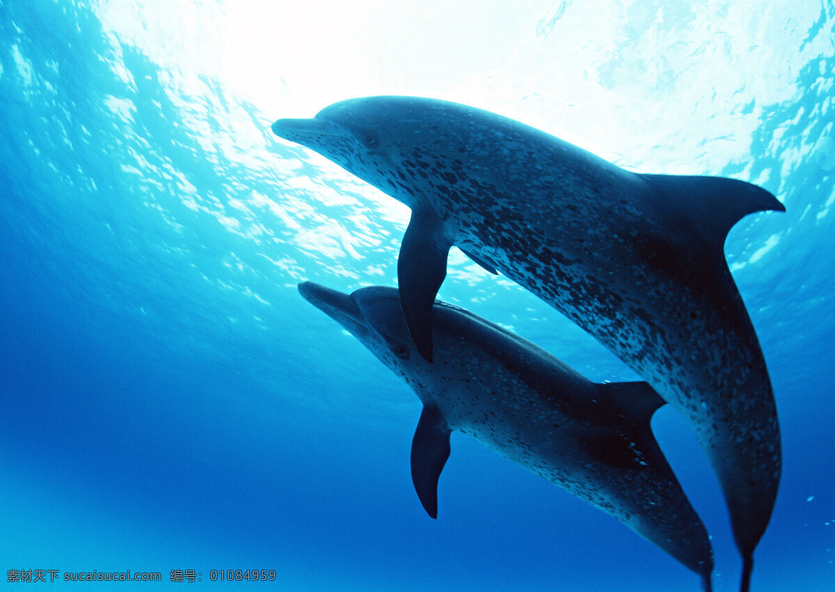 海底 中 海豚 动物世界 大海 海底生物 鱼类 水中生物 生物世界