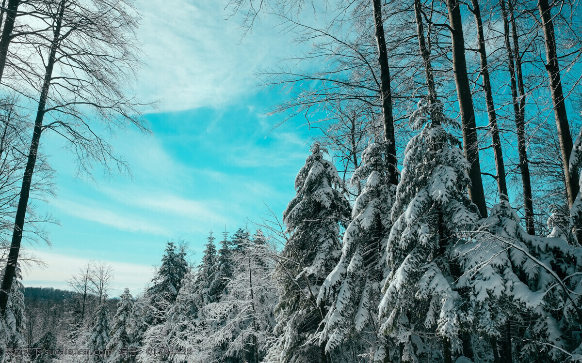 唯美森林雪景 雪景 唯美 高清 森林 自然风光 风景 自然景观 自然风景