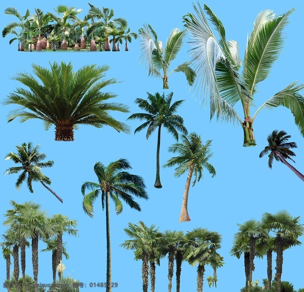 棕榈树配景 棕榈 棕榈树 椰子树 配景 小品 绿化 景观 建筑 后期 配图 ps后期分层 配景小品系列 环境设计 景观设计