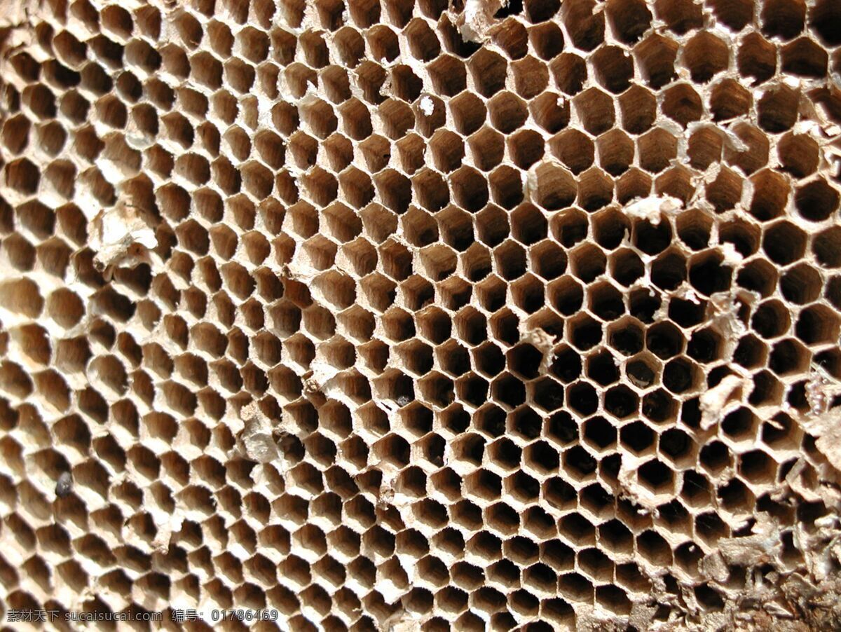 蜂窝 蜂巢 蜂蜜 昆虫 蜜蜂 摄影图库 生物世界 蜜糖