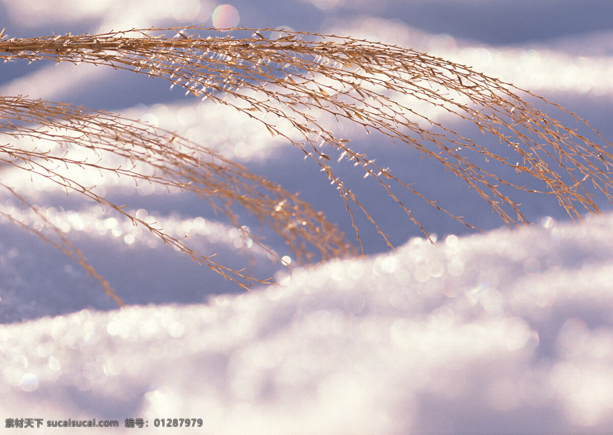 冰雪和植物