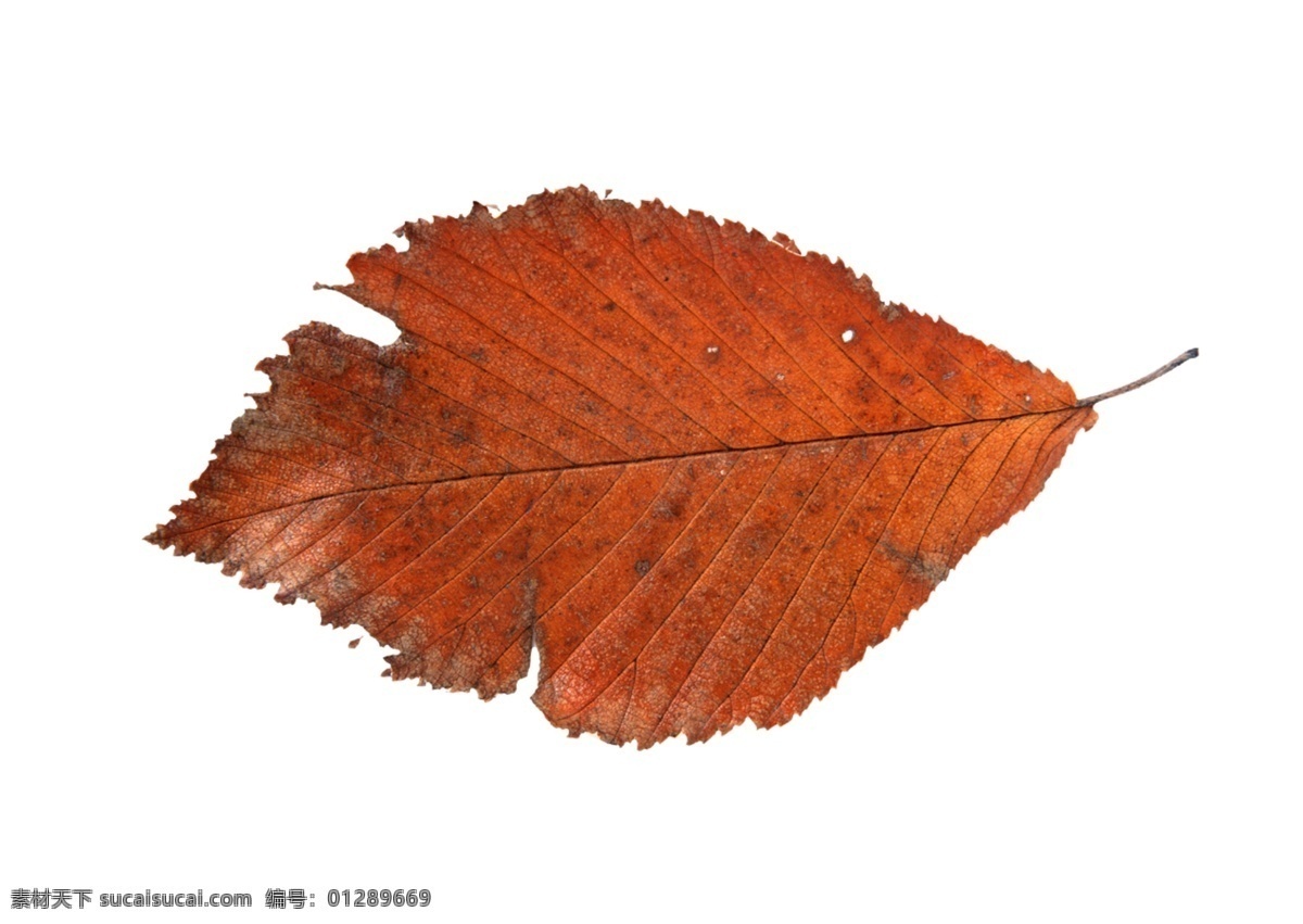 枯叶素材 枯叶 植物叶子 黄叶 白色