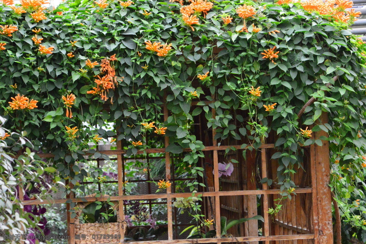 鞭炮花 爆竹花 吉祥草 炮仗花 爆炸花 花卉 花儿 花草 植物 园林绿化 绿化景观 花朵 花蕊 花卉大观园 生物世界