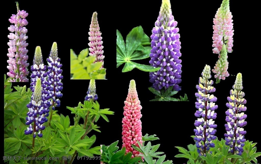 鲁冰花抠图 紫色 粉色 粉红色