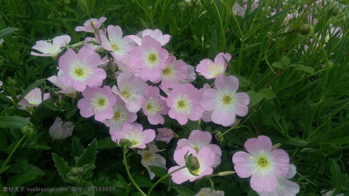 待霄草 月见草 山芝麻 花 花朵 生物世界 花草