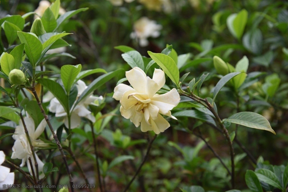 栀子花 白色花 花朵 鲜花 花瓣 盛开 花草 植物 生物世界 花卉