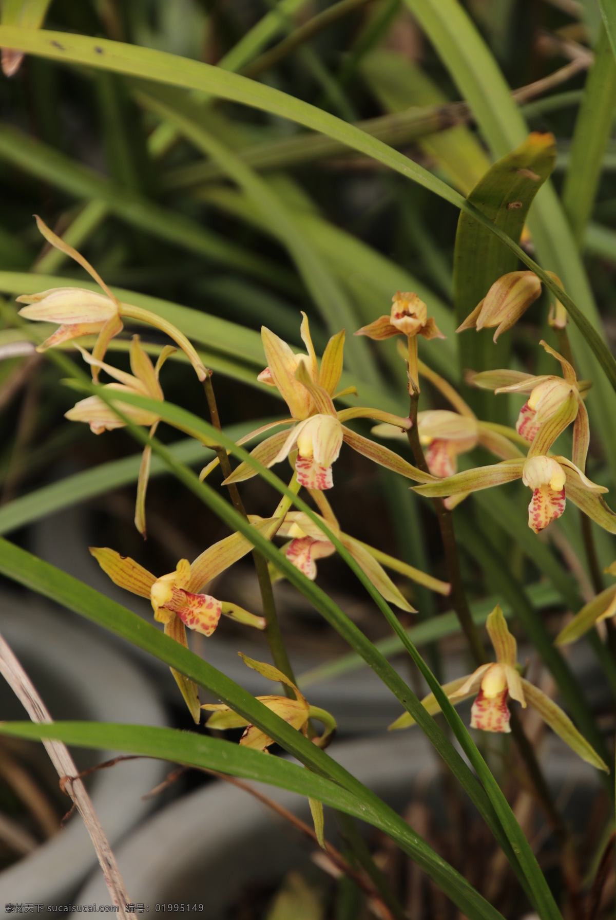 兰花 夏兰 兰草 名兰 素兰 生物世界 花草