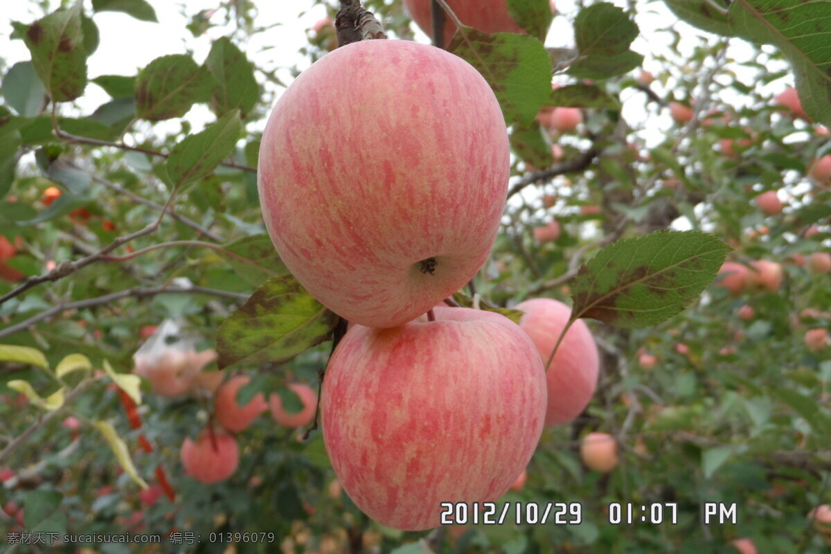 苹果 烟台苹果 栖霞苹果 红富士 红富士苹果 水果 条纹苹果 高清苹果 美食 生物世界