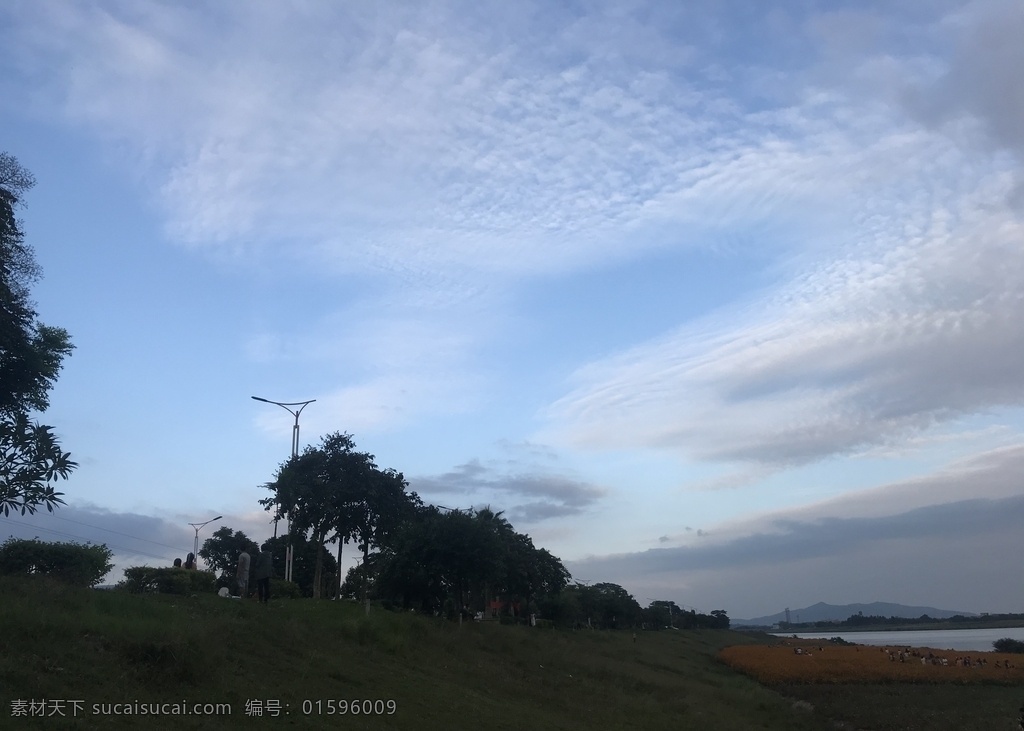 花田图片 花田 河堤 晴空万里 白云飘飘 公园 蓝天 白云 户外 诗情画意 田园风光 春游 秋游 树 伊人情色 花海 浪漫 河边花海 河边景色 鱼鳞云 漂亮的天空 自然景观