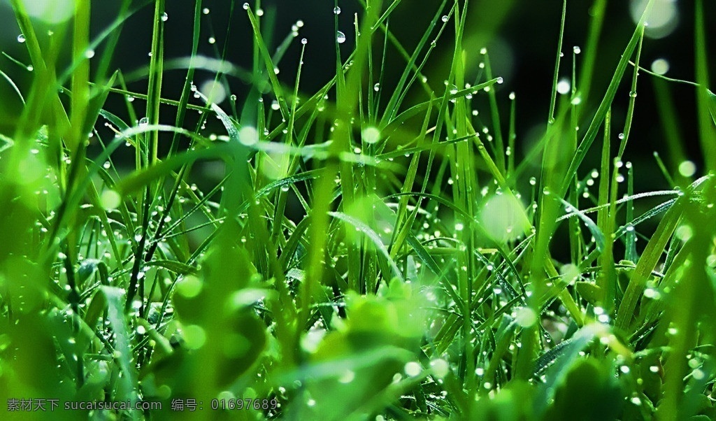 水滴 高清 绿叶 植物 嫩叶 露水 旅游摄影 国外旅游
