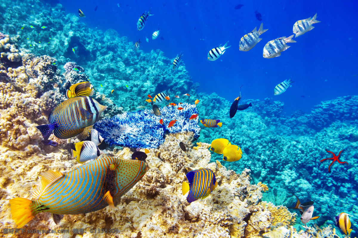 海底 鱼群 珊瑚 海洋海边 自然风光 海底世界 海水 自然景观 蓝色