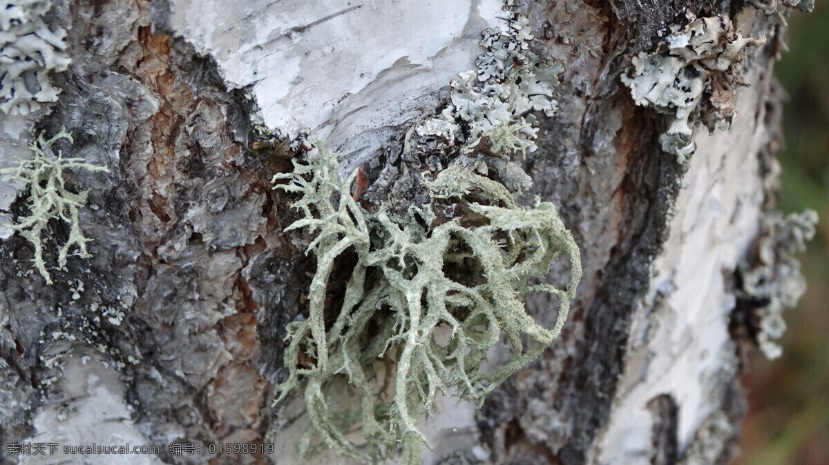 树干 上 苔藓 地衣 苔藓植物 植物摄影 其他生物 生物世界
