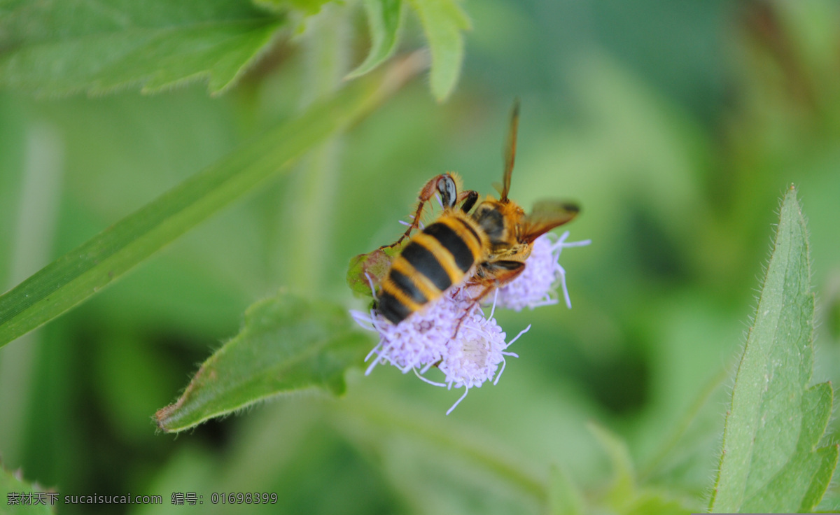 蜜蜂采花 蜜蜂 花 微距 绿色背景 生物世界 花草
