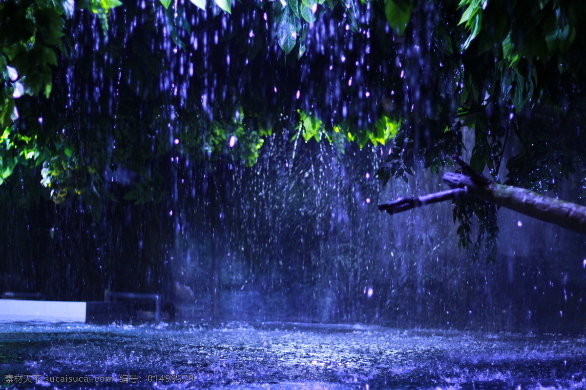 热带雨林 图 热带雨林摄影 热带雨林照片 下雨照片 鱼 海洋摄影图 生物世界 海洋生物