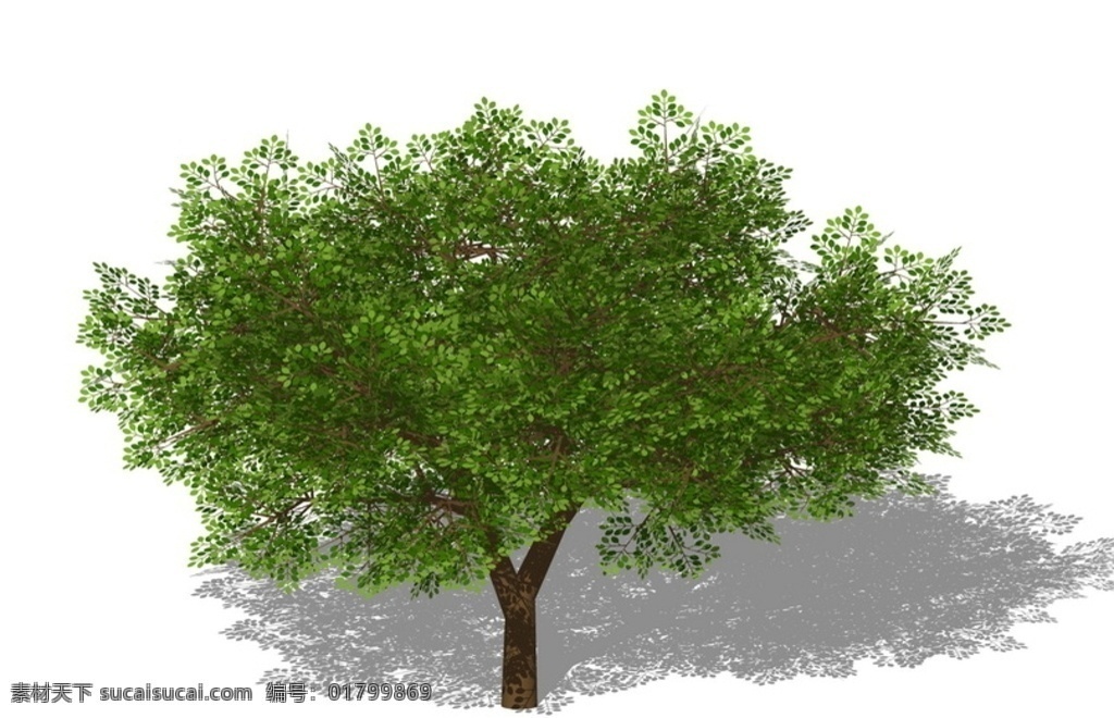 3d 植物 树 su 模型 3d植物 su模型 skp 草图大师 sketchup 3d设计 室外模型