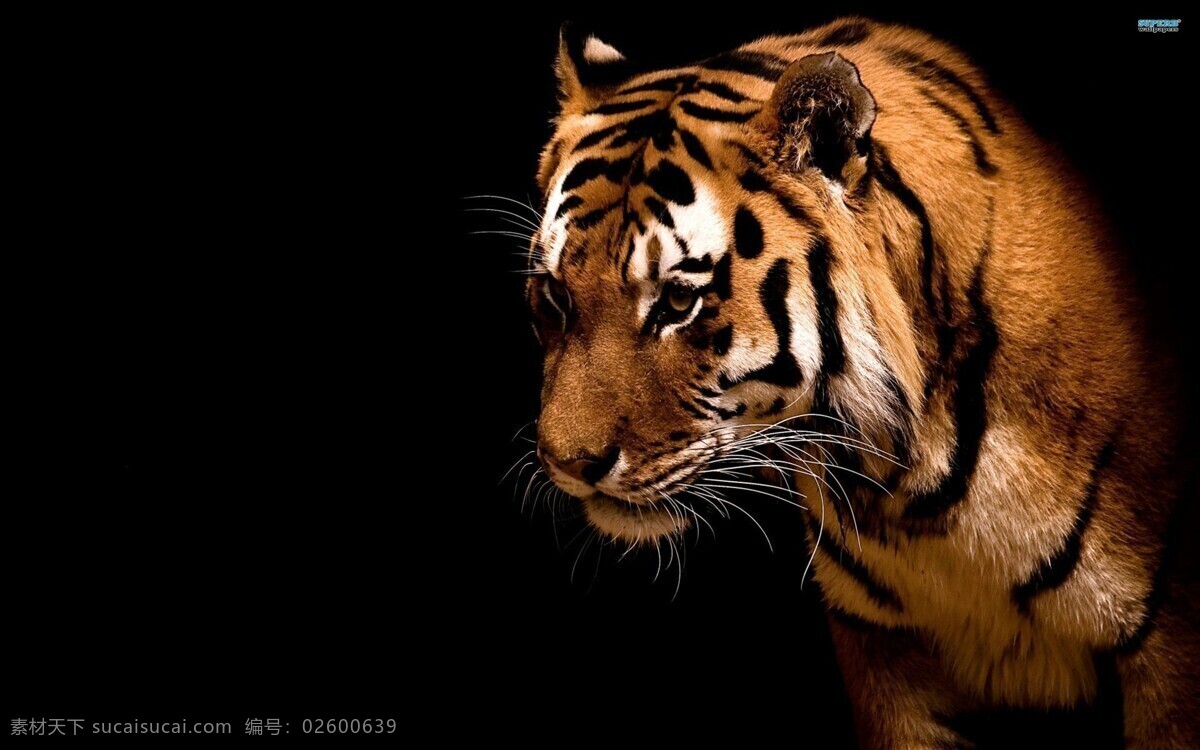 虎 老虎 猛兽 猫科动物 虎纹 老虎摄影 飞禽走兽 生物世界 野生动物