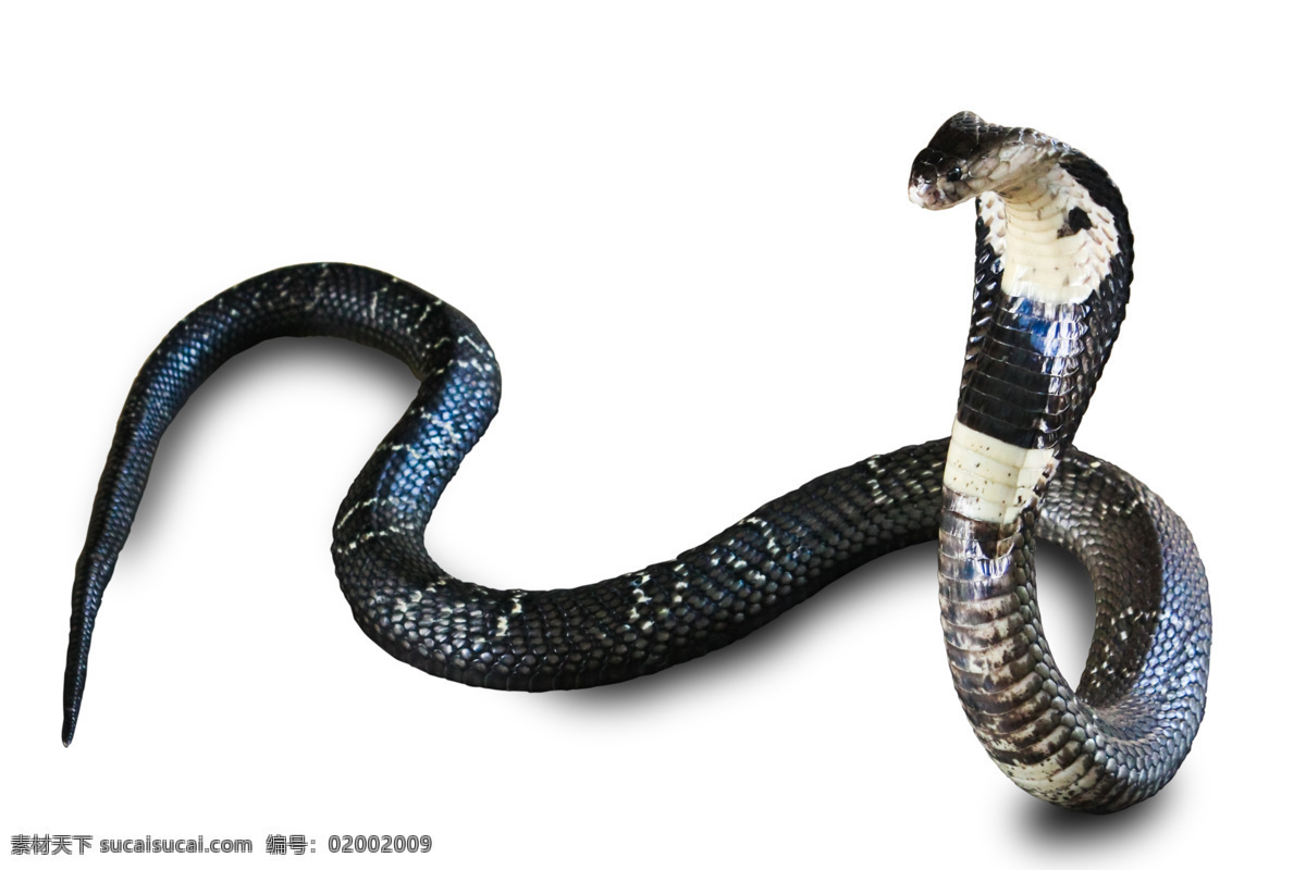 眼镜蛇 毒蛇 动物世界 野生动物 陆地动物 生物世界 白色