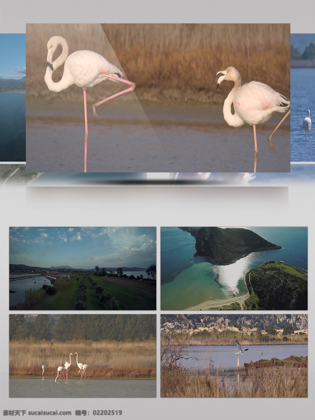 4k 希腊 吉 亚诺 袜 旅游 人文 风光 自然景观 展示 自然 景观 动物 吉亚诺袜 稀有鸟类 湿地 风情