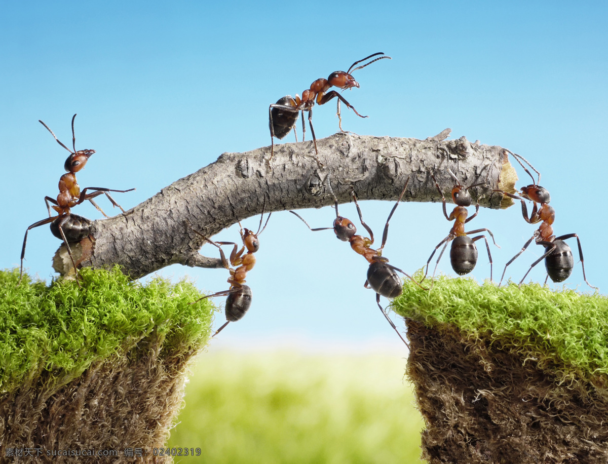 搬 树枝 小 蚂蚁 动物 小草 创意 其他类别 生活百科