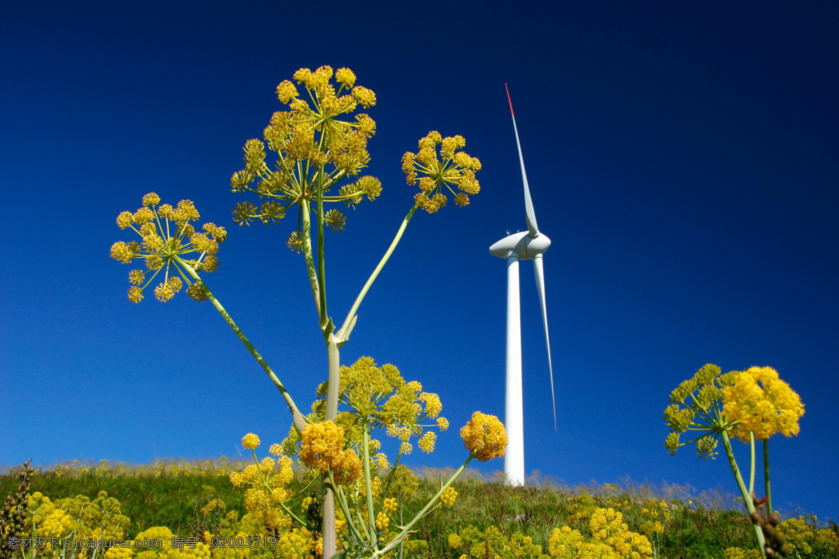 风车 风力电站 风能 鲜花 花朵 节能环保 绿色环保 其他类别 现代科技