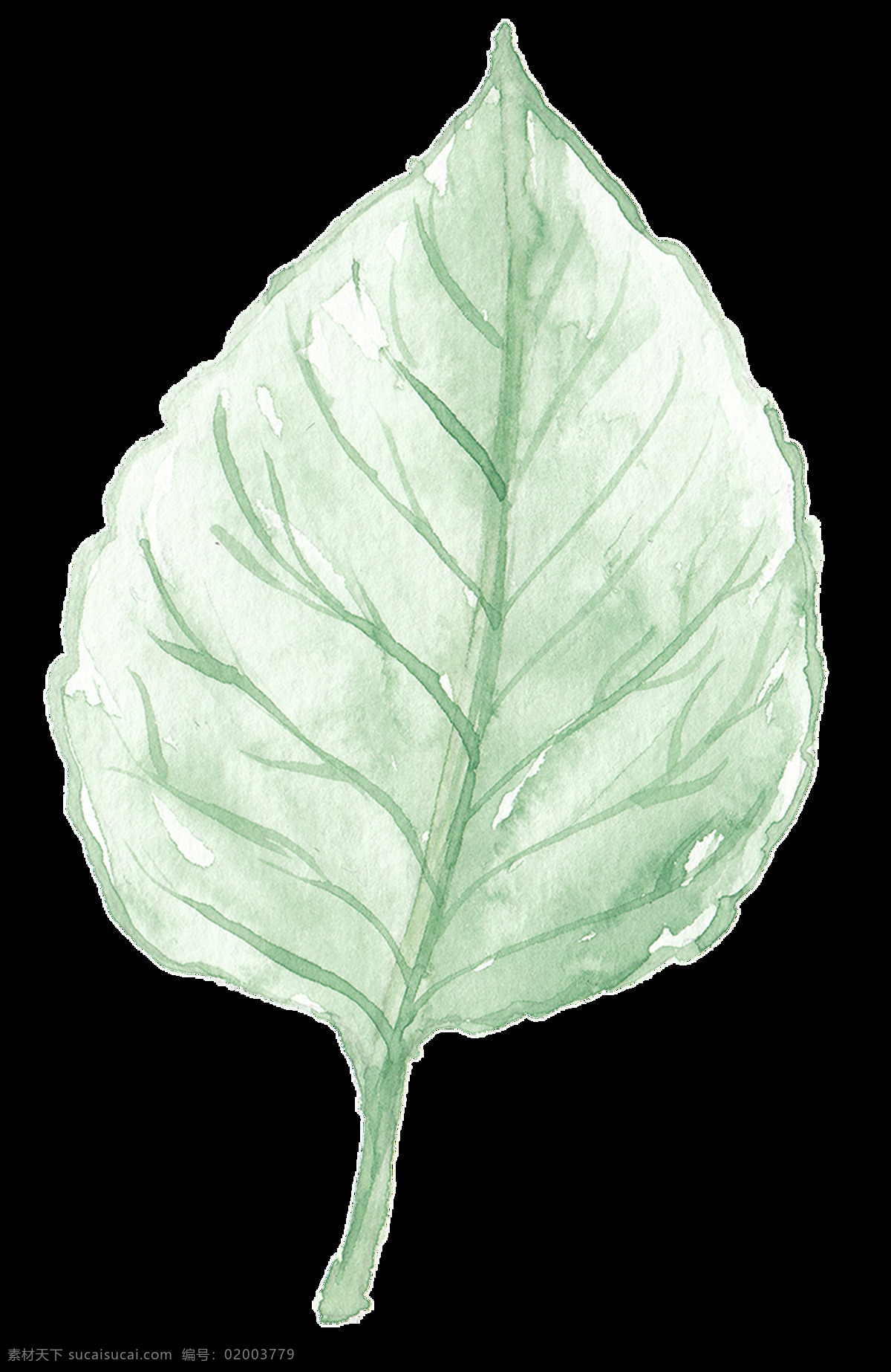 植物 标本 卡通 透明 绿色 枝叶 透明素材 免扣素材 装饰图案