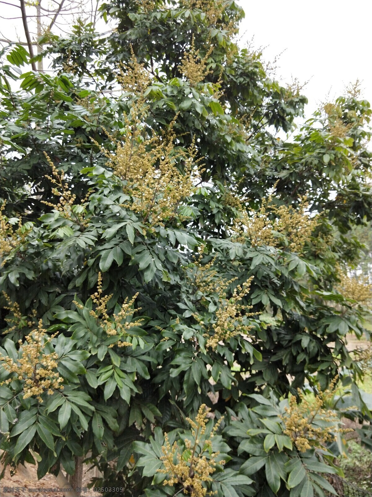 龙眼树花 花朵 鲜花 花 花枝 花丛 花叶 绿叶 叶子 叶 绿色 绿化 园艺 花园 花圃 花苑 观赏 花香 花卉 花草 生物世界 春天 春日 盛开 绽放 烂漫 龙眼树叶 自然景观 田园风光