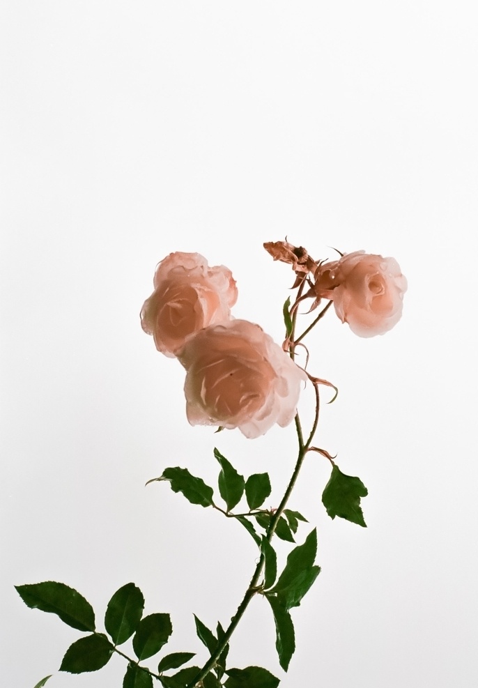 月季图片 月季 玫瑰 粉玫瑰 欧月 花朵 鲜花 蔷薇 花 唯美背景 浪漫背景 小清新 节日花朵 生物世界 花草
