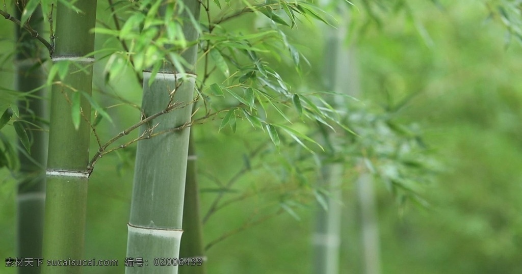 唯美 大气 竹子 竹海 视频 竹林 竹海视频 竹林视频素材 实拍竹子 实拍竹林 多媒体 实拍视频 动物植物 mp4