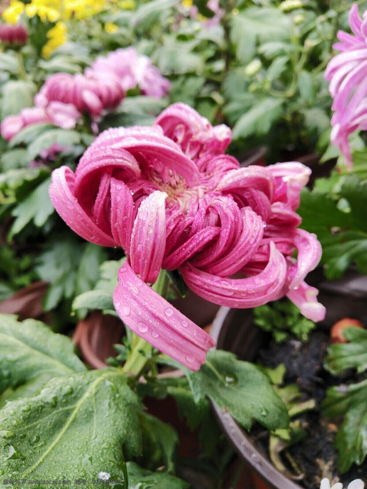 菊花 花 花朵 盆景 晨露 粉色花 花芯 花瓣 红花 花丛 好花 生活 自然景观 自然风景