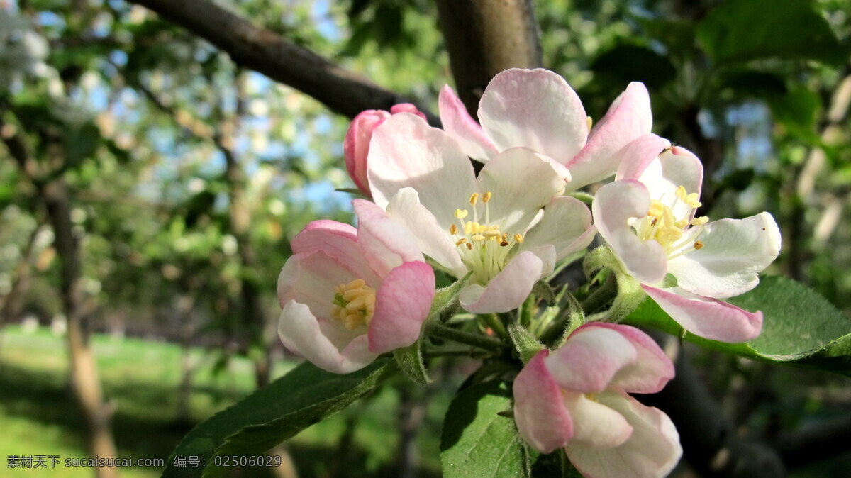 苹果花 春天 花 花朵 春色 春 绿色 大自然 清新 苹果 生物世界 花草 黑色