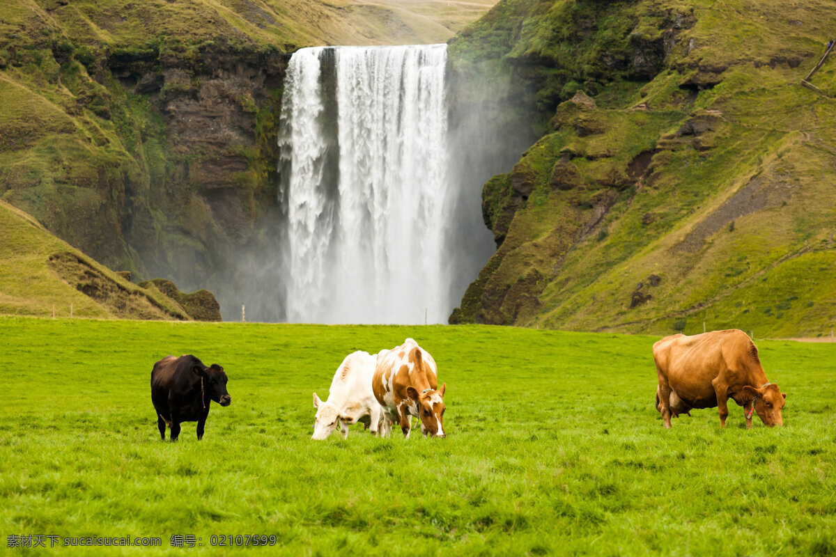草地上的牛 草地 上 牛 自然风景 自然景观 大自然 美丽的景色 小瀑布 草地景色 黄色
