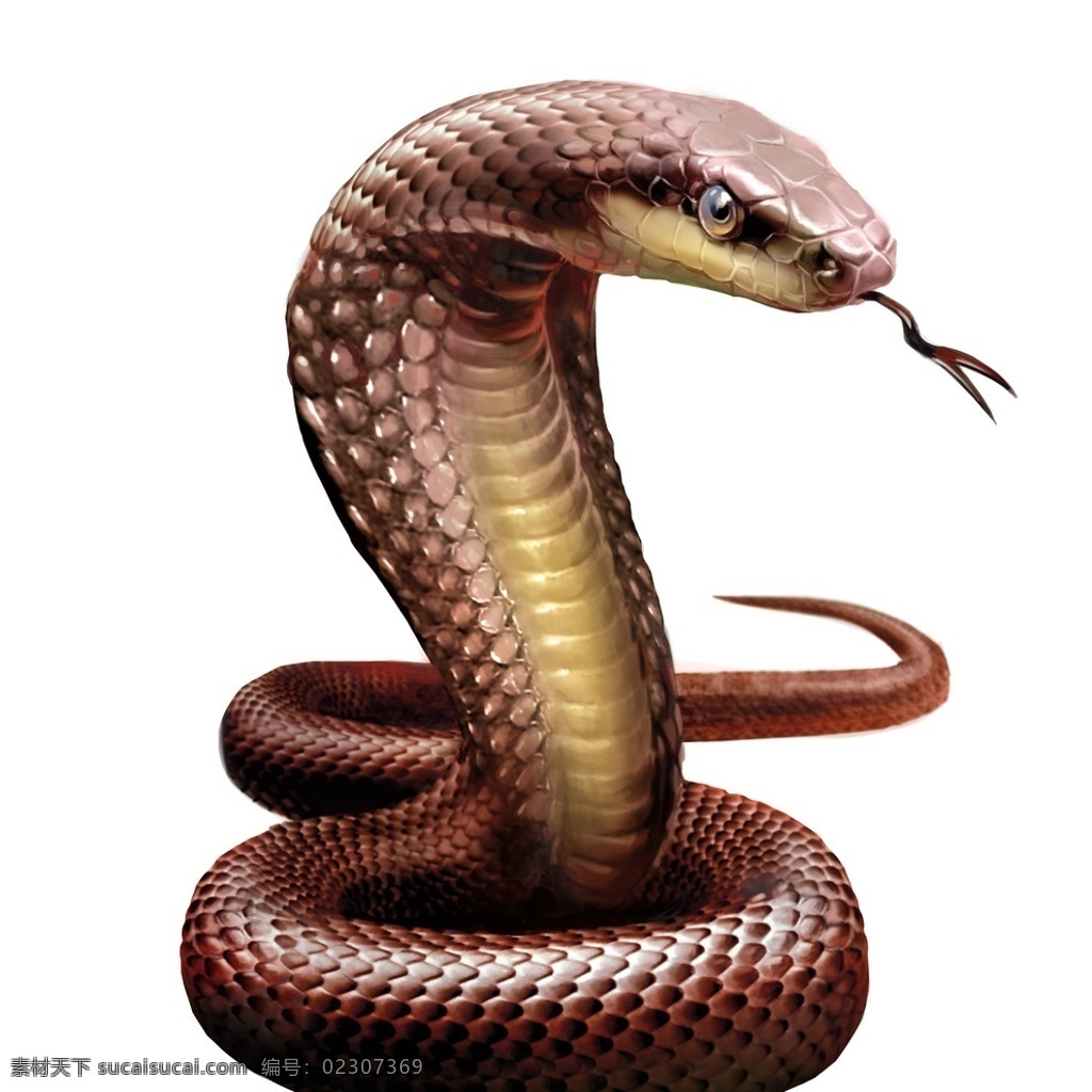 褐色眼镜蛇 动物 眼镜蛇 蛇 剧毒 毒性 恐怖 高清图片 动物素材 生物世界 野生动物