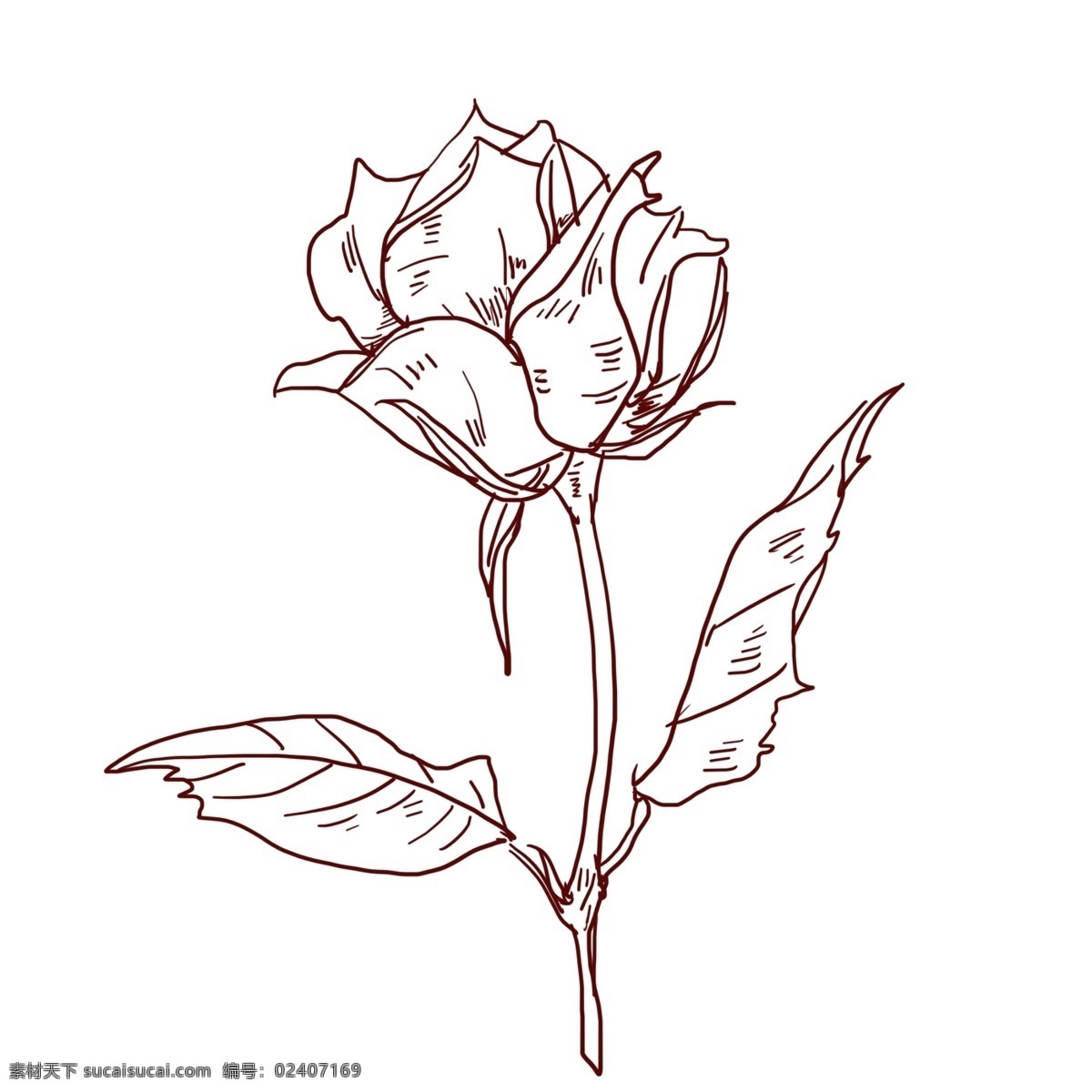 黑色 线描 鲜花 插画 手绘鲜花 线描鲜花插画 手绘植物插画 漂亮的花枝 鲜花插画 线描花卉插画