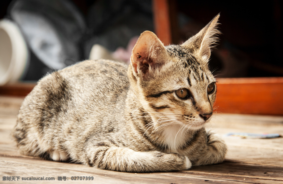 木板 上 小猫 趴着 动物 宠物 猫 陆地动物 生物世界 木板上的小猫 猫咪图片