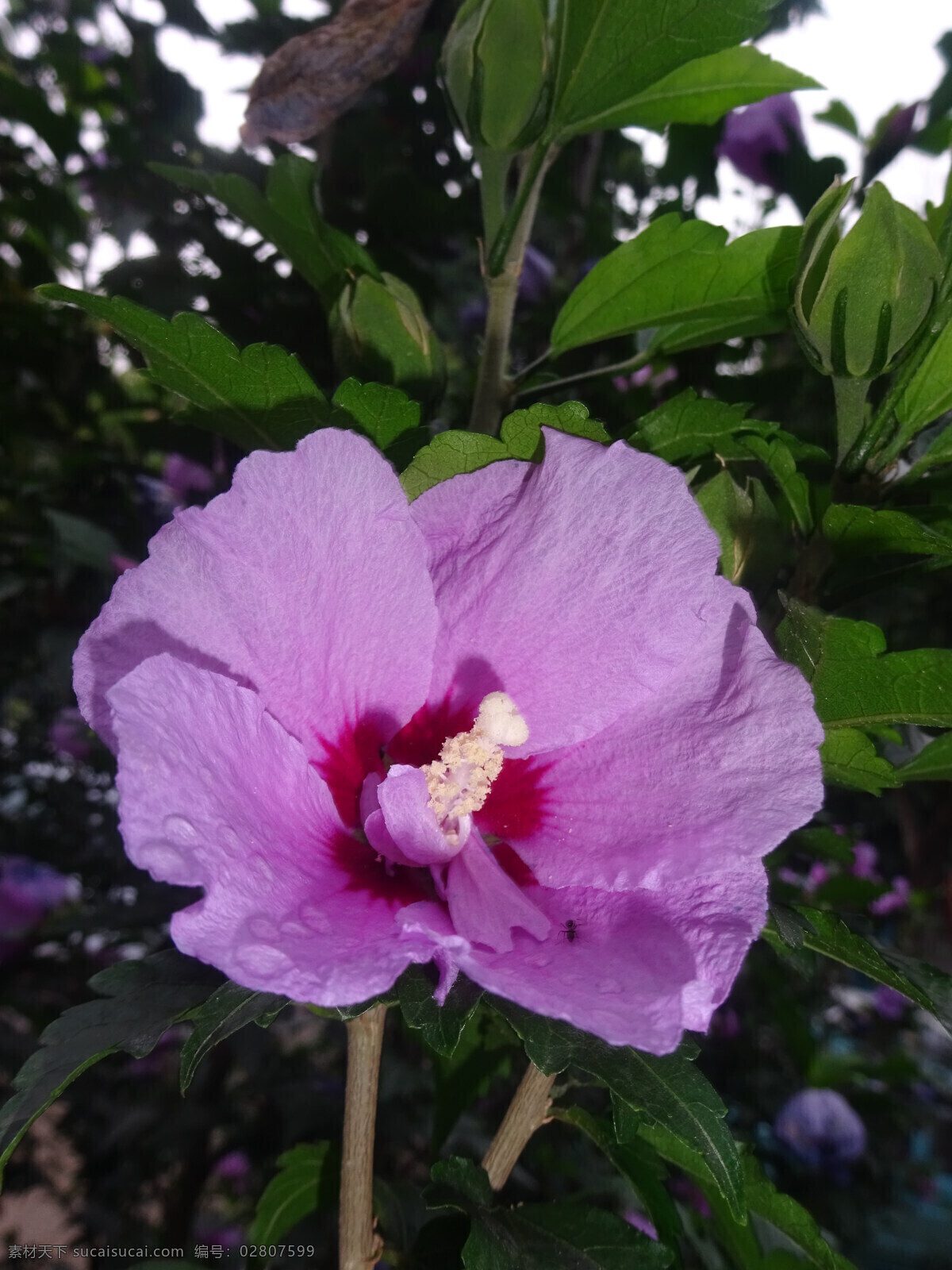 木槿花 木槿 无穷花 花卉 花儿 花草 植物 园林绿化 绿化景观 装饰画 生物世界