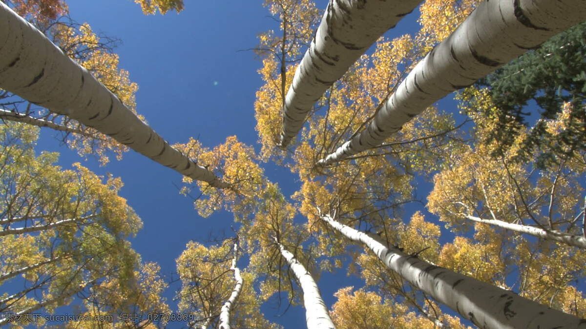 查查看 树 股票 录像 视频免费下载 秋天 看了看 白杨 个子高高的 瘦瘦的 黄色 叶 avi 灰色