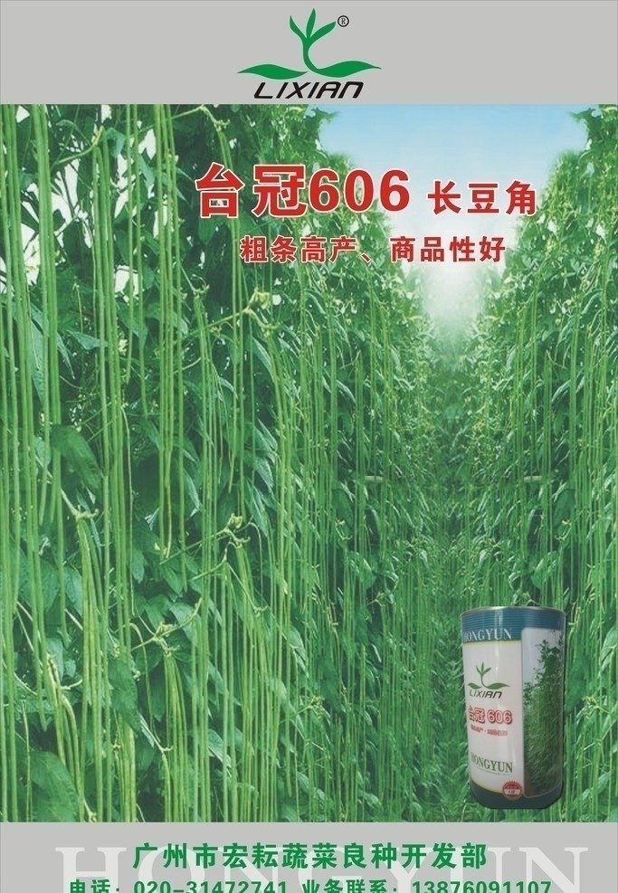 长 豆角 种子 海报 矢量