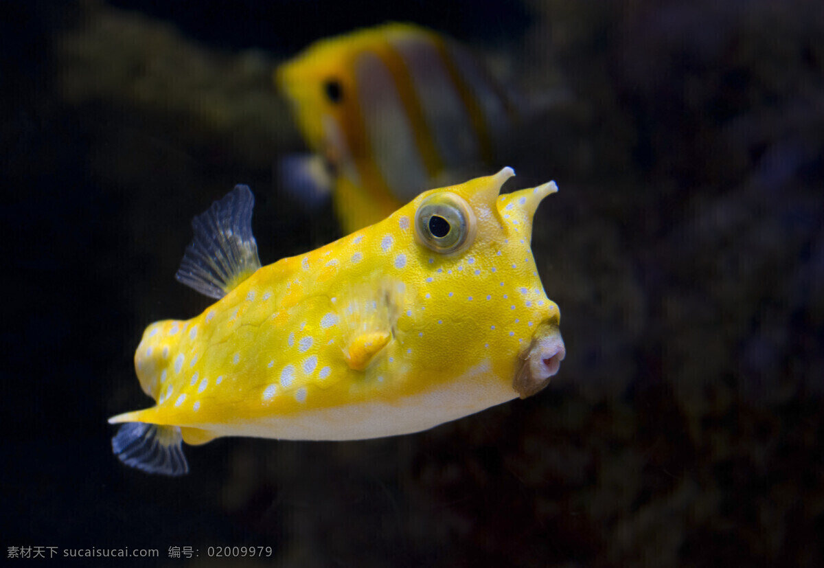 海底 黄色 小鱼 蓝色大海 蓝色 水 海洋 珊瑚 鱼 生物 背景 水中生物 生物世界