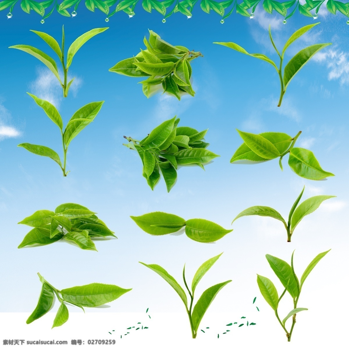 茶叶 分层 蓝天 茶叶素材 茶叶海报 茶叶包装 茶叶模板 茶叶挂画 茶叶挂图 茶叶文化 茶叶展架 茶叶展板 茶叶名片 茶叶人物 茶叶广告