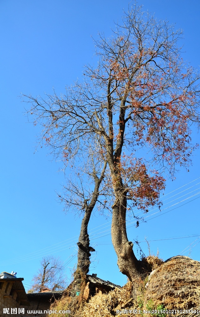 红树蓝天 蓝天 红树 山村 云南 自然 自然景观 田园风光