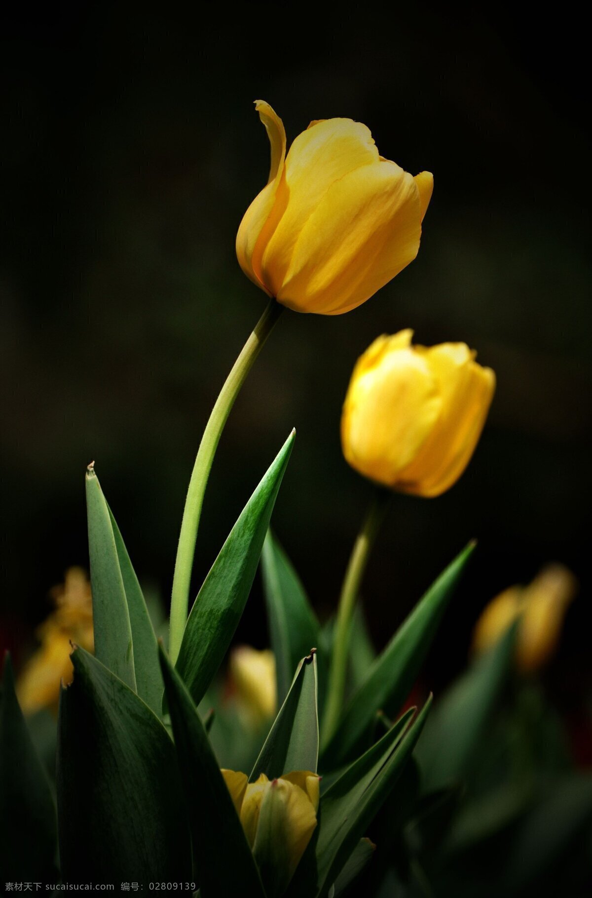 唯美 黄色 郁金香 高清 黄花 植物 鲜花 鲜艳