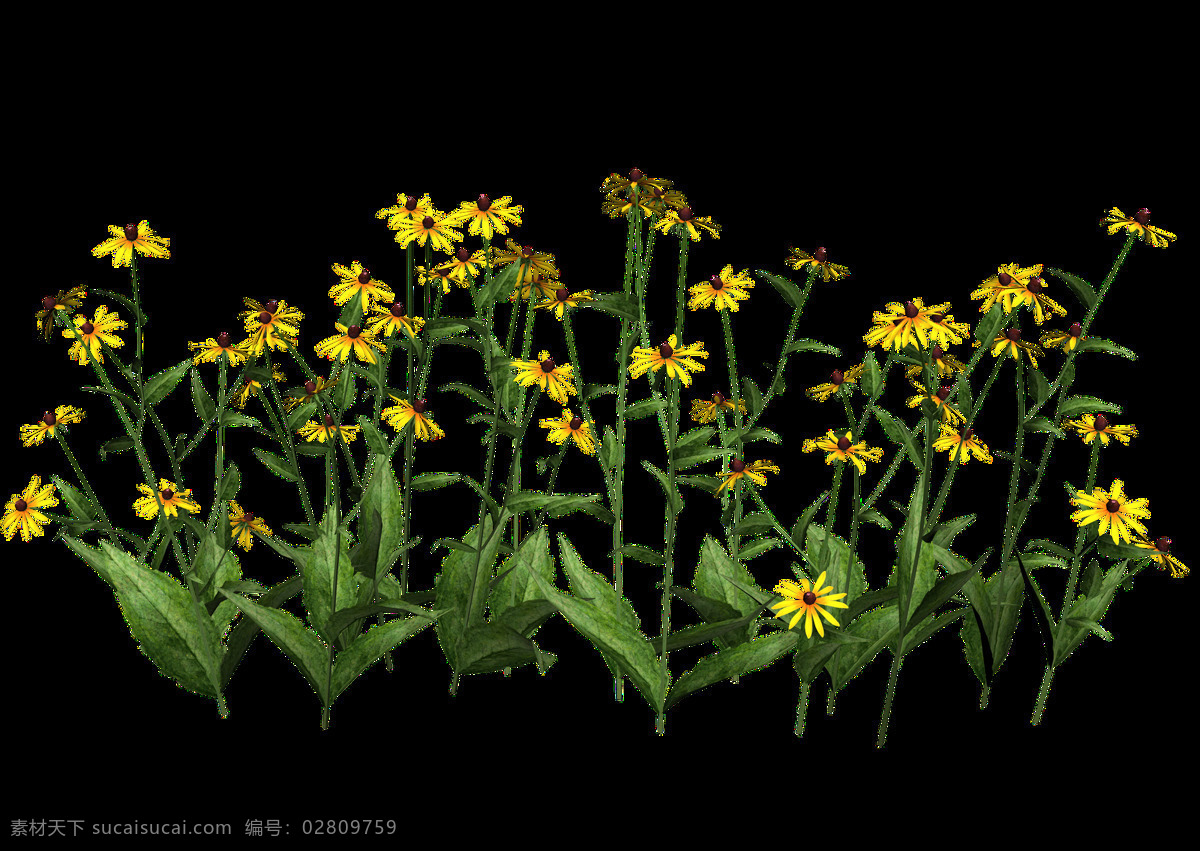 黄色 绿叶 菊花 免 抠 透明 图 层 黄色绿叶菊花 树叶图片 美丽植物图片 植物 大全 大图 唯美 小 清新 手绘植物图片 花卉图片 背景图片 品种 名称